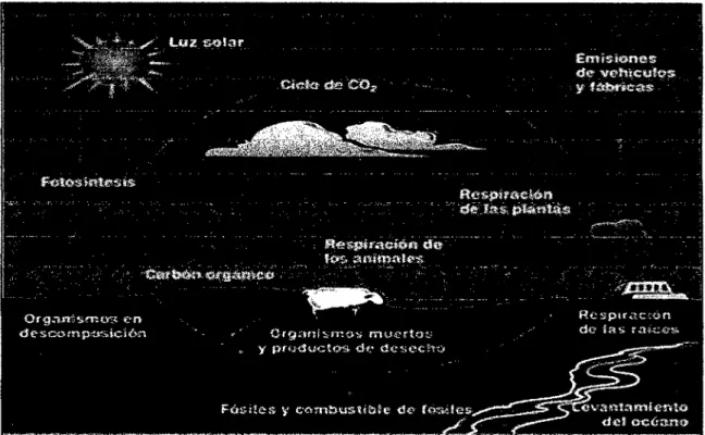 Figura 01.  Ciclo del Carbono. 
