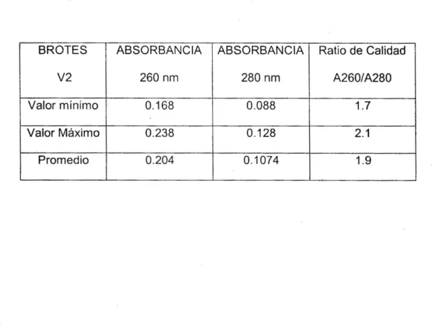 Tabla 01. Promedios de las absorbancias a 260 nm, 280 nm y ratio de calidad de  las extracciones de brotes V2