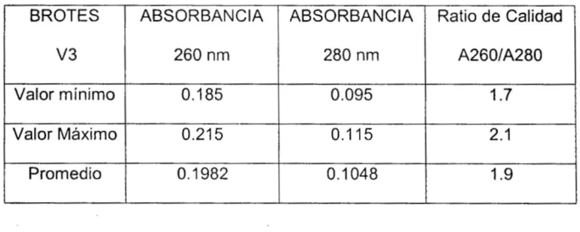 Tabla 02. Promedios de las absorbancias a 260 nm, 280 nm y ratio de calidad de  las extracciones de brotes V3