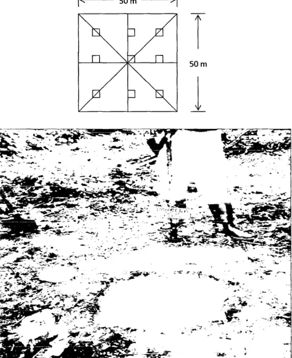 Figura 3:  Calicata para el análisis de la calidad de sitio de la plantación de  aguaje de 23  años de edad en Puerto Almendras, Loreto - Perú 
