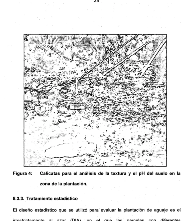 Figura 4:  Calicatas  para  el  análisis  de  la  textura  y  el  pH  del  suelo  en  la  zona de la plantación