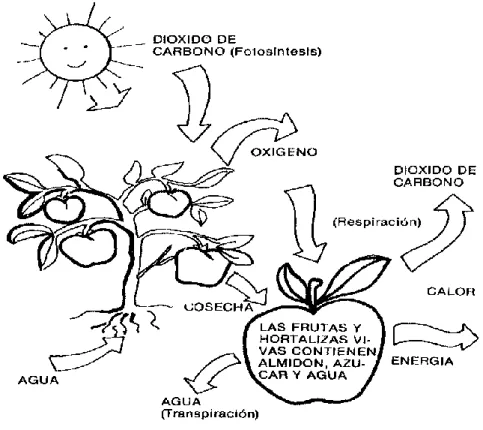 Figura 1. Las frutas y hortalizas son órganos vivos de plantas antes y  después de la  cosecha