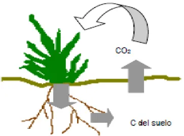 Figura 1. Ciclo del carbono en pastos  