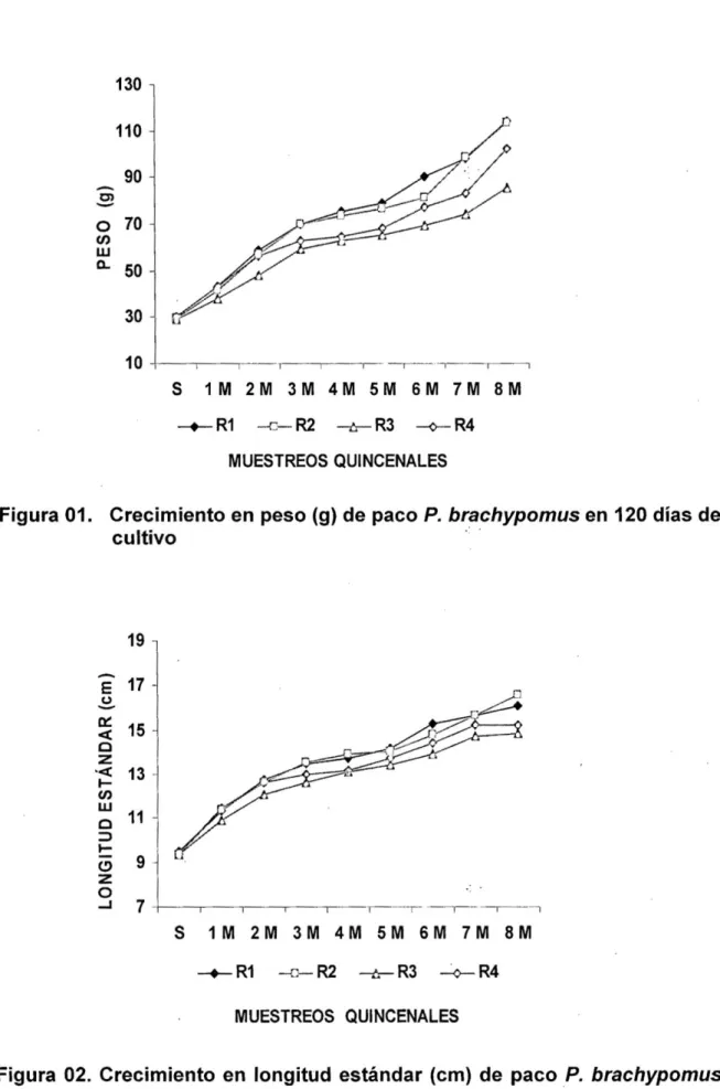 Figura 01. Crecimiento en peso (g) de paco P. brachypomus en 120 días de  cultivo  19  E 17  S (¿^   15  Q  Z  &lt; 13  &lt;r&gt;  LU  O  =3  11  O 9  -z