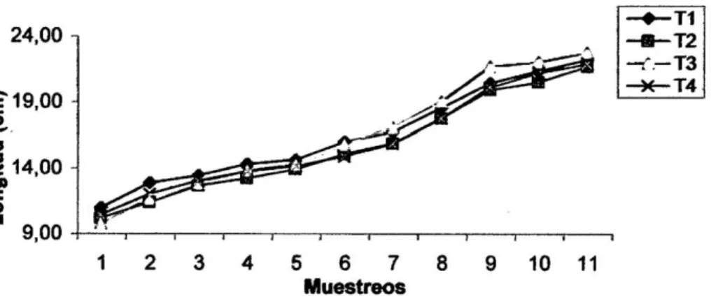 Gráfico N° 1: Resultados de longitud obtenidos luego de 150 días de administración  de cuatro dietas en la alimentación de alevinos de gamitana