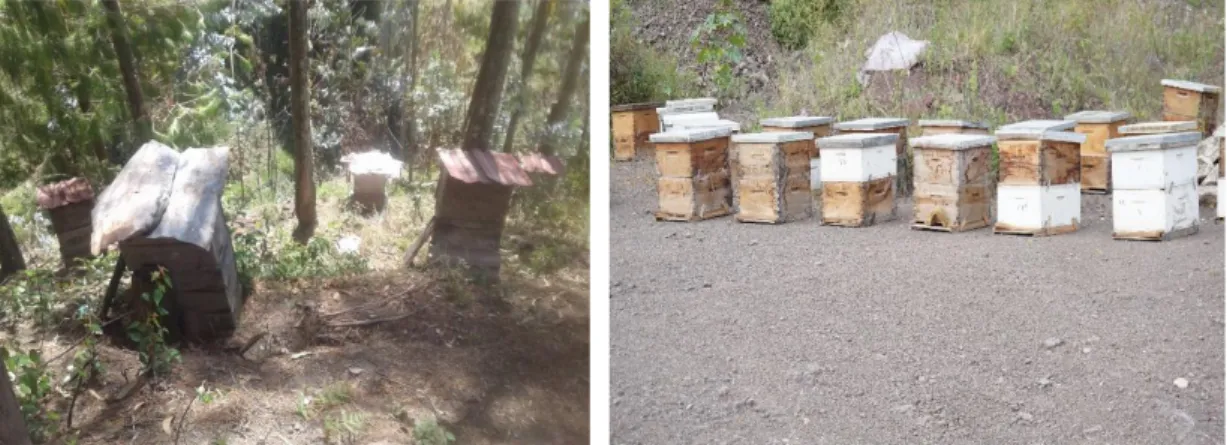 Tabla 13. Procedencia de colmenas instaladas por los apicultores en el distrito de San  Pablo