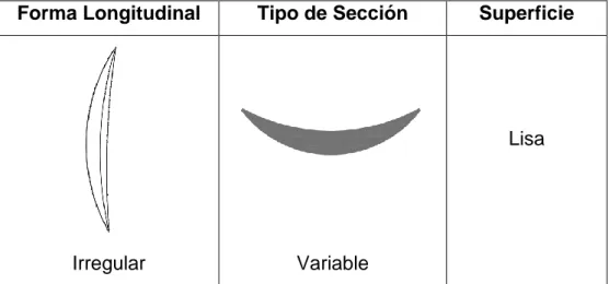 Figura 11: Toma de medidas de la longitud de la Cascarilla de Arroz 