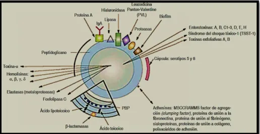 Figura 7: Factores de virulencia de Staphylococcus aureus. 