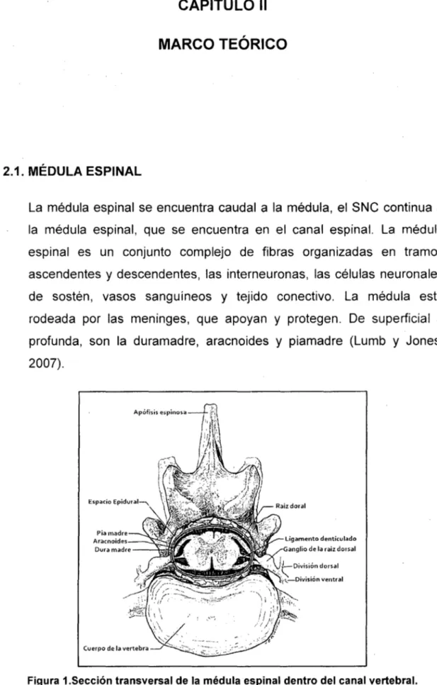 Figura  1.Sección transversal de la  médula espinal dentro del  canal vertebral. 