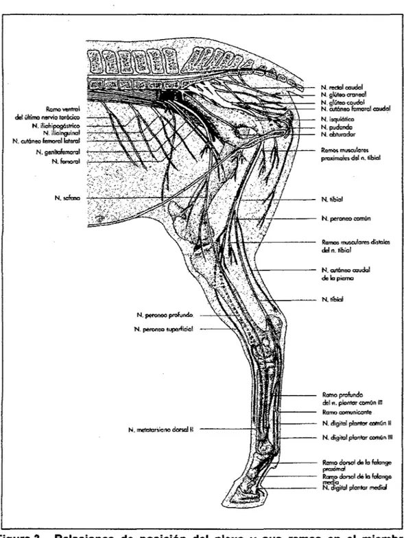 Figura 3.  Relaciones  de  posición  del  plexo  y  sus  ramas  en  el  miembro  pelviano derecho del equino (vista medial},  Ellemberger y Boum