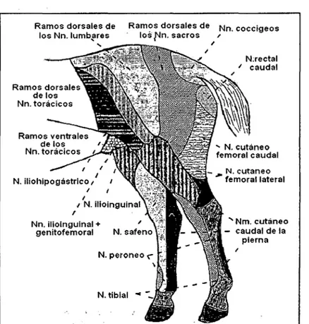 Figura 5. Área de invervación cutánea de los nervios procedentes de  las ralees lumbares y  sacras del caballo