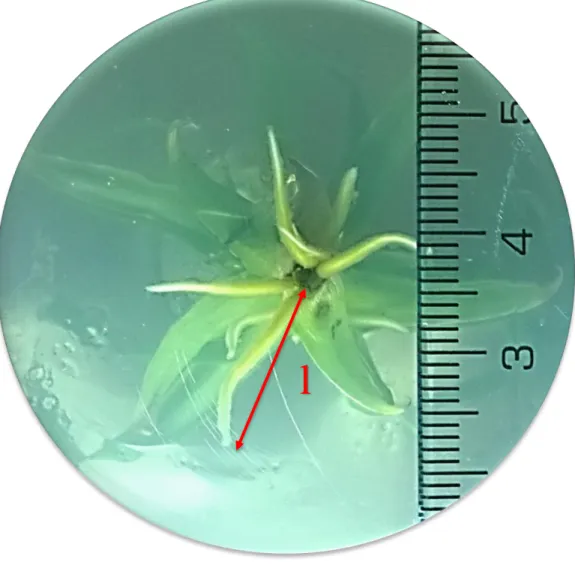 Figura 5. Medida de la longitud de la raíz (l). 