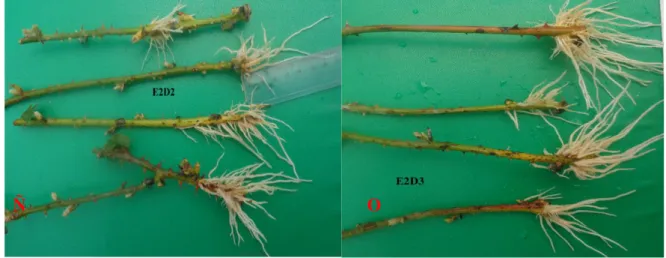 Figura 6. Evaluación de la estaca apical testigo (E2D0) a los 40 días (M). Evaluación de la estaca  apical con dosis de AIB (500 ppm) (E2D1) a los 40 días (N)