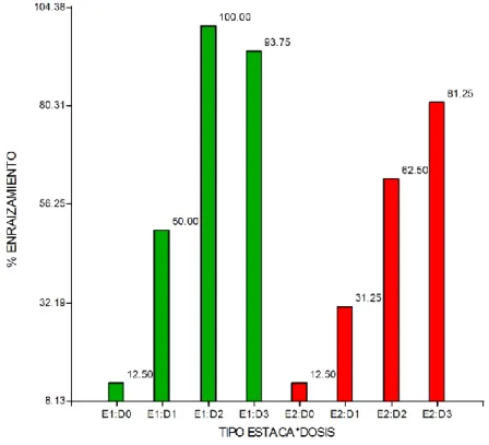 Figura 10. Porcentaje de estacas enraizadas por tratamiento y tipo de estaca a los 40 días  después de la instalación