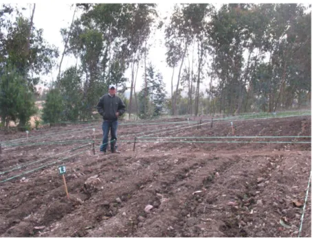 Figura 02. Distribución de tratamientos en campo experimental  