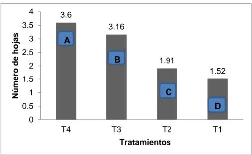 Figura 4. Efecto del ácido húmico para el número de hojas   4.3.  Porcentaje de supervivencia 
