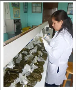 Fig. 6. Codificando muestras de heces.   Fig. 7. Pesando 1 g de heces.  
