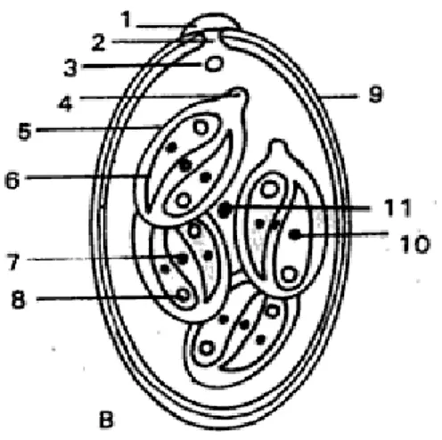 Figura 1: Ooquiste esporulado de Eimeria sp. (Quiroz 2005, 121) 