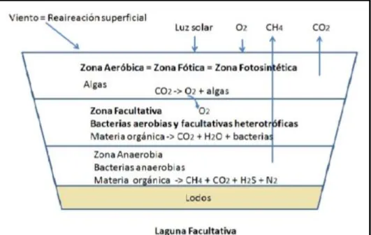 Figura 02: Esquema de una Laguna Facultativa. 