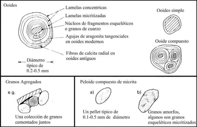 Figura 10 Principales componentes de las calizas: Ooides, granos agregados (lumps) y  peloides (Tucker, 1981) 