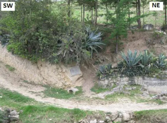 Foto 1 Vegetación en Puyllucana 