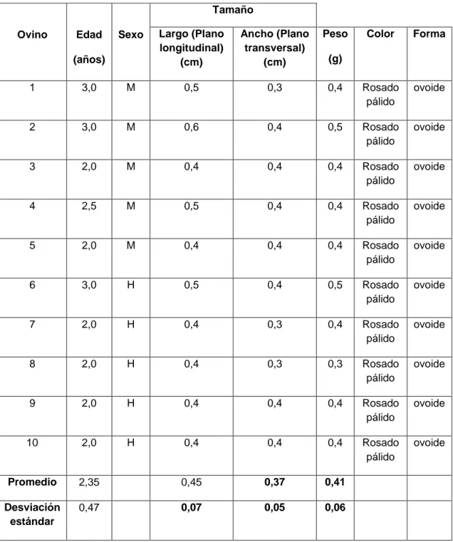 Tabla 1.  Características  morfométricas  de  la  hipófisis  de  ovinos  criollos de lana en Cajamarca