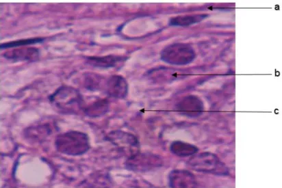 Fig. 2.  Cápsula de  la  hipófisis  de  ovino.  (a)  Tejido  capsular  delgado  de  tejido  conectivo  adherido  fuertemente  al  parénquima  del  órgano