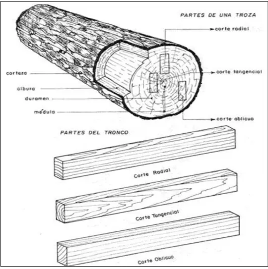 Figura Nº 15. Tipos de corte según su orientación en el tronco. 