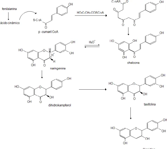 Figura 6. Biosíntesis de la cianidina  Fuente: Tomado de Gauche et al. 2010 