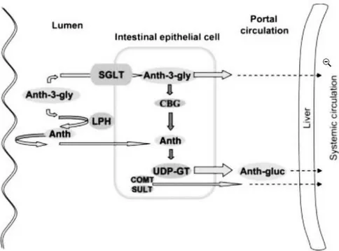 Figura 7. Mecanismo potencial de absorción de antocianinas  Fuente: Tomado de Horbowicz et al