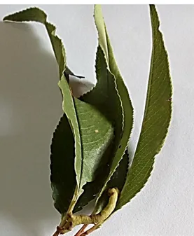 Figura 21. Larva de Oxydia sp. (1) alimentándose de hojas de capulí. 