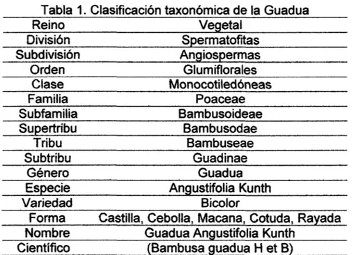 Tabla  1. Clasificación taxonómica de la Guadua 