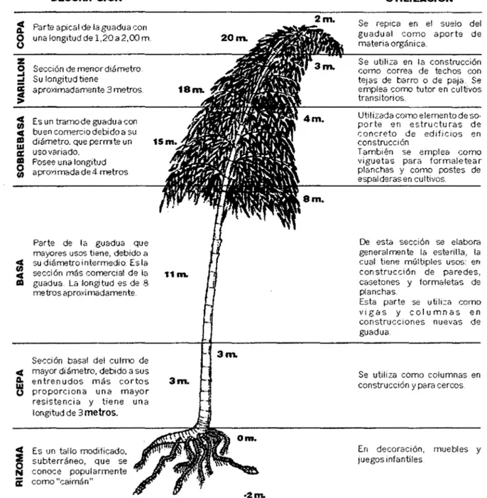 Figura  8.  Partes de una Guadua (Fuente UTP Ecuador 2004) 