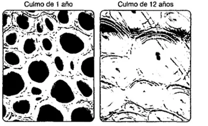 Figura  19.  Lignificación de las fibras de un culmo de Guadua 