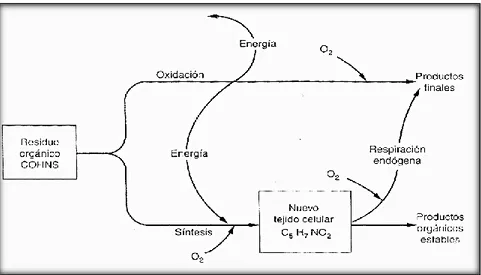 Fig. 3 Diagrama que ilustra la  conversión de un residuo  orgánico  a productos finales y tejido celular   residual