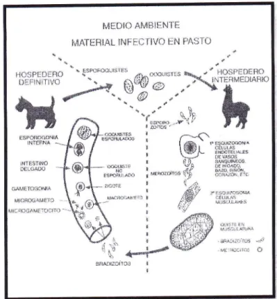 Fig.  l.  Ciclo  biolÓgico  de S. /amacanis  (Leguía  y Casas,  1999)'
