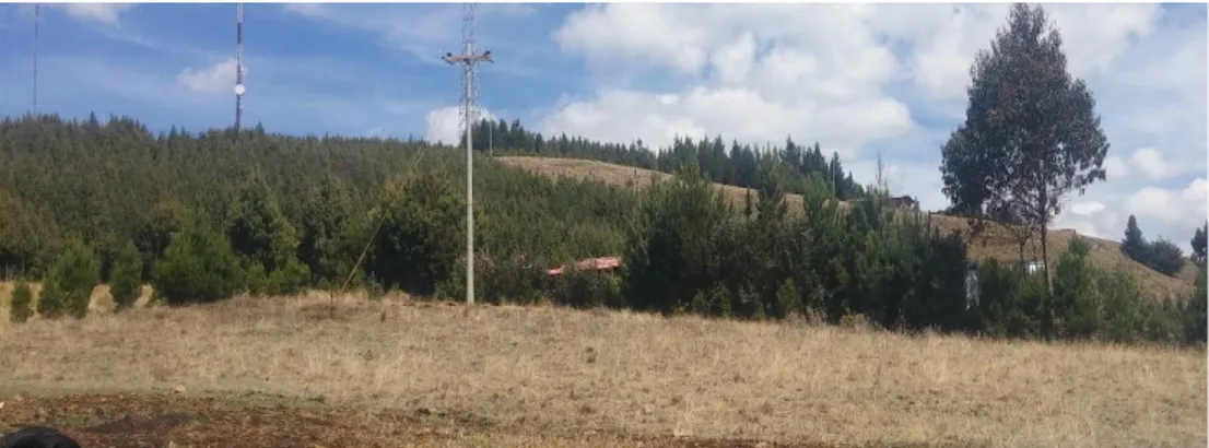 Figura 9: Se observa la vegetación típica de la zona,  predominantemente la  vegetación nativa que en su mayoría son ichus y Pinos