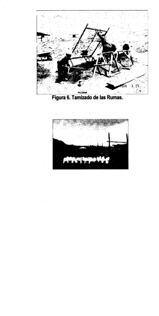 Figura 6. Tamizado de las Rumas. 