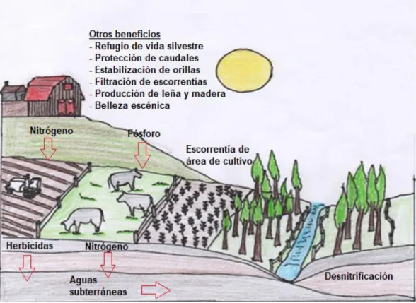 Figura 7. Servicio Ecosistémicos de las franjas ribereñas.  