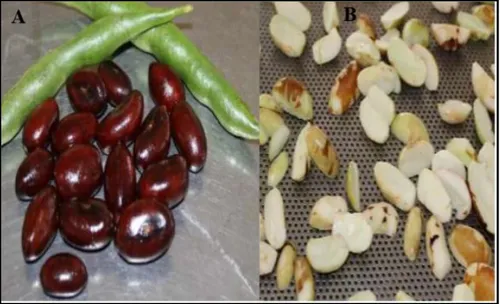 Figura 1. Representación del fruto del Pajuro (Erythrina edulis). A: fruto  con cáscara; B: fruto sin cáscara