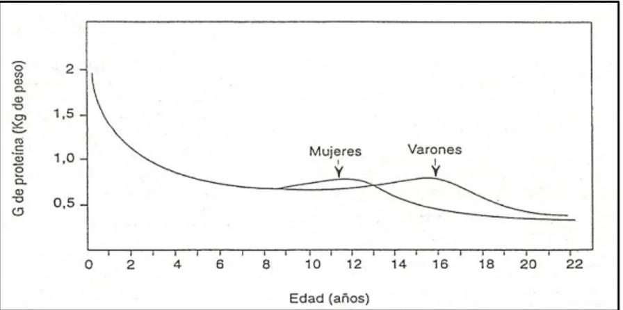 Figura 2. Necesidades mínimas medias, en función de la edad, de una  proteína balanceada