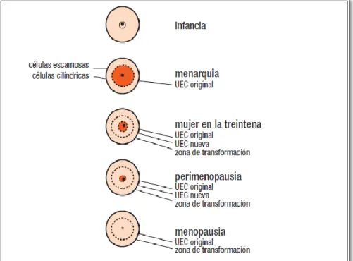 Figura 2.2.1.3: Apariencia del cuello uterino a lo largo de la vida de una mujer 