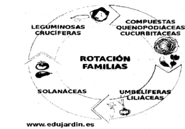Fig.  12.  Rotación de cultivos. 