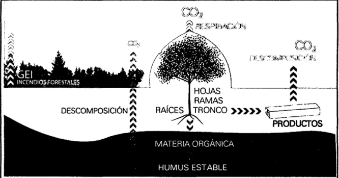 Fig. 1: Distribución  y  flujo de carbono en un ecosistema terrestre 