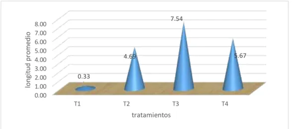 Tabla  12. Promedio de longitud de raíz mayor 