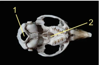 Fig. 04.  Esqueleto Cefálico en vista ventral. 