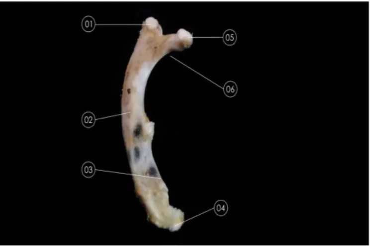 Fig. 22.  Primera costilla de lado izquierdo en vista caudo-medial. 