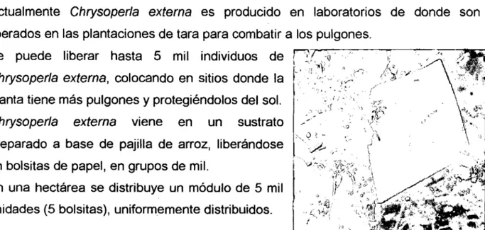 Figura N° 3:  Larva de Chrysoperla externa. 