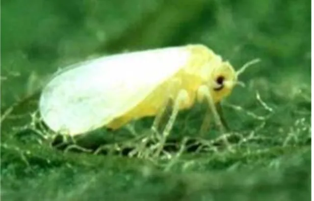 Figura 8. Mosca blanca (Aleurodidae) ataca a las hojas 