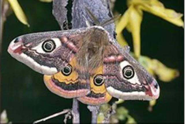 Figura 9. La polilla (Lepidóptera) atacan a hojas y brotes 